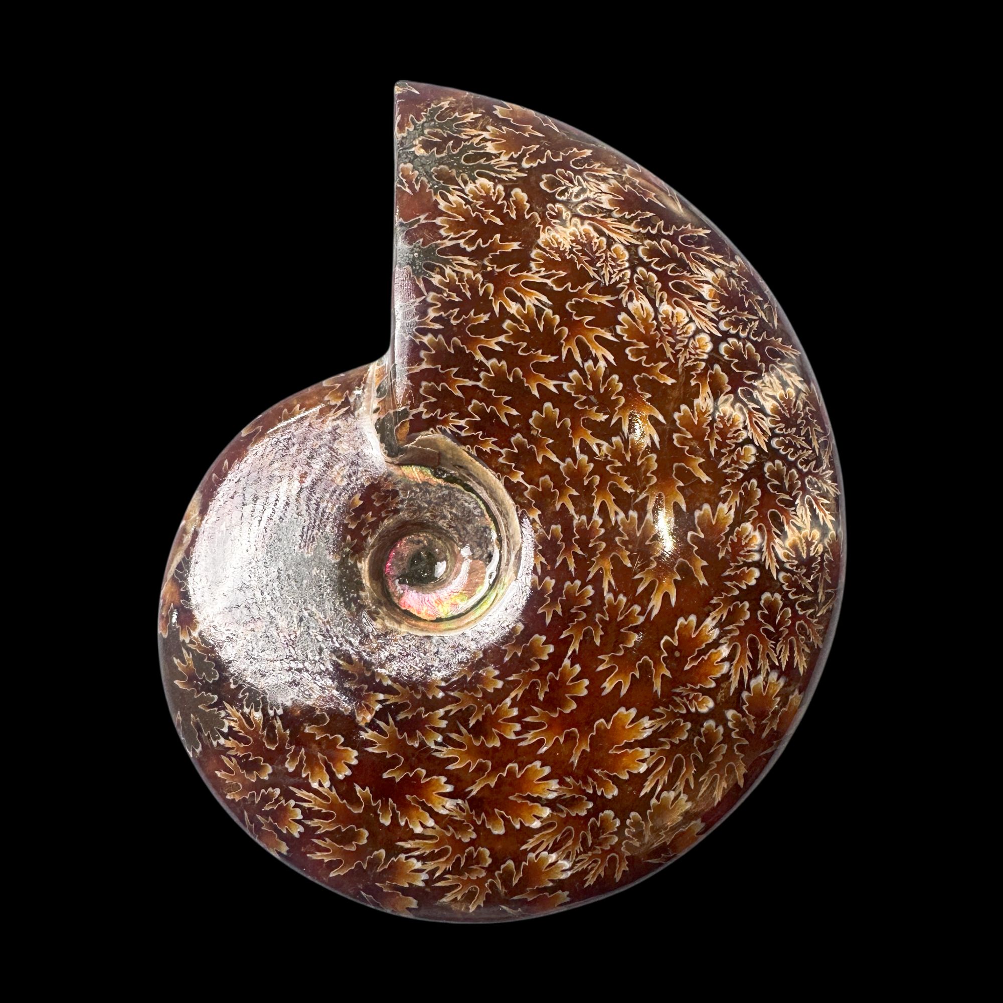 【 叶菊石（手把件）】131.1mm 玉化 马达加斯加 古贝壳N-1  C0