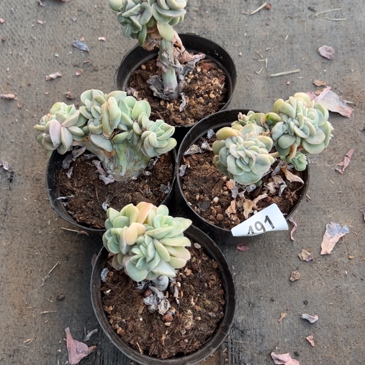 七****可爱玫瑰四颗，一物一拍491