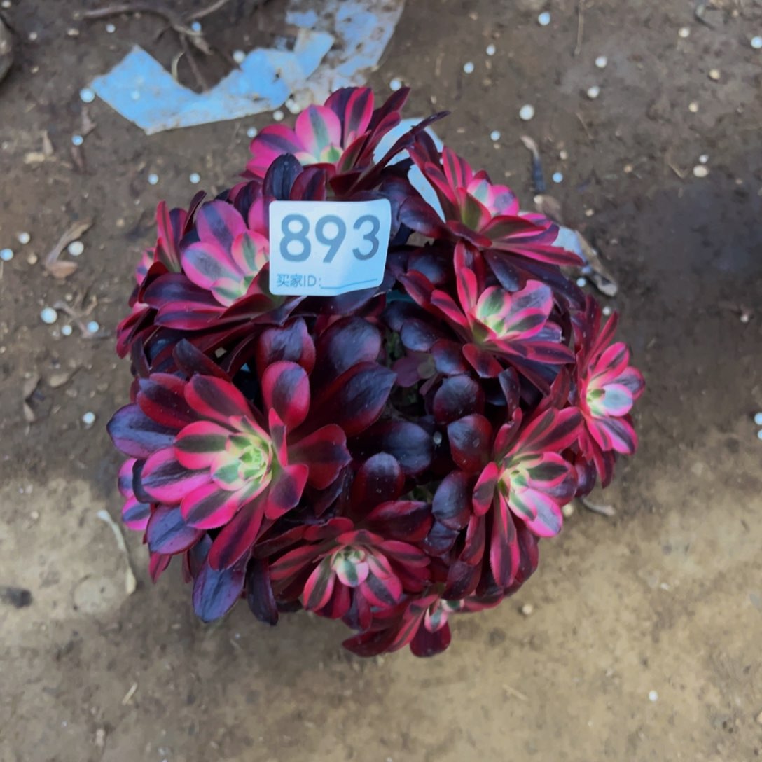 893美杜莎多肉植物