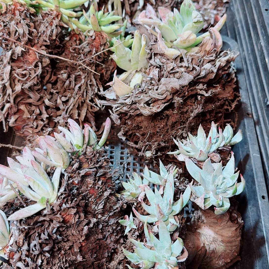 8559瑕疵框拍不售后