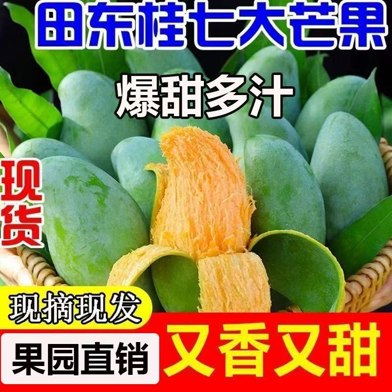 花皮小桂七香芒广西田东