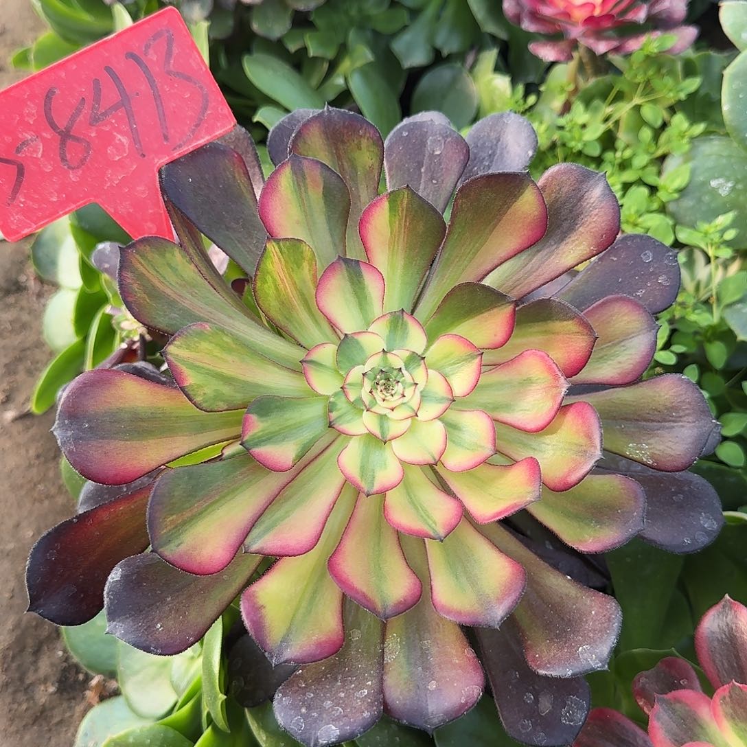 3-8413铜壶七彩掰下来发货