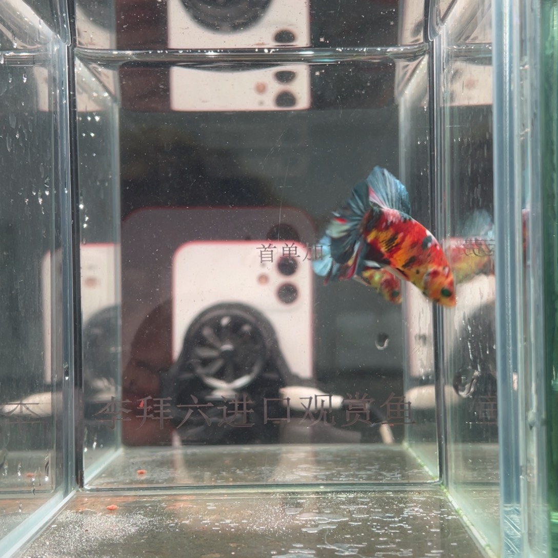 斗鱼印尼精品斗鱼122