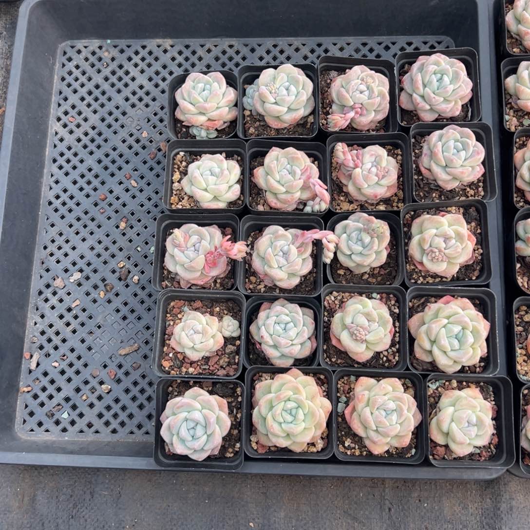 20个冰玉母本000000000