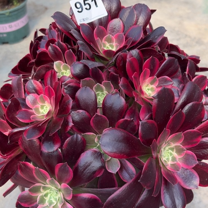 951金丝雀35厘米左右