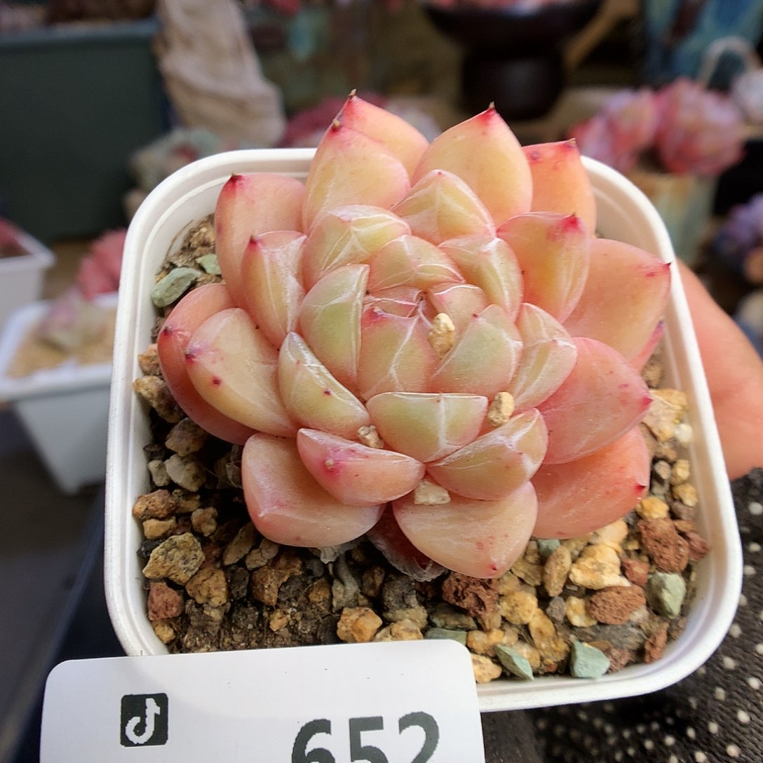 652珍妮多肉植物66666