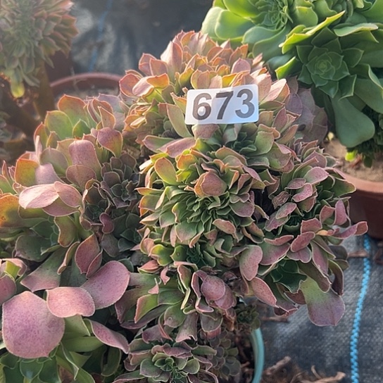 用***1多肉植物一个玫瑰673