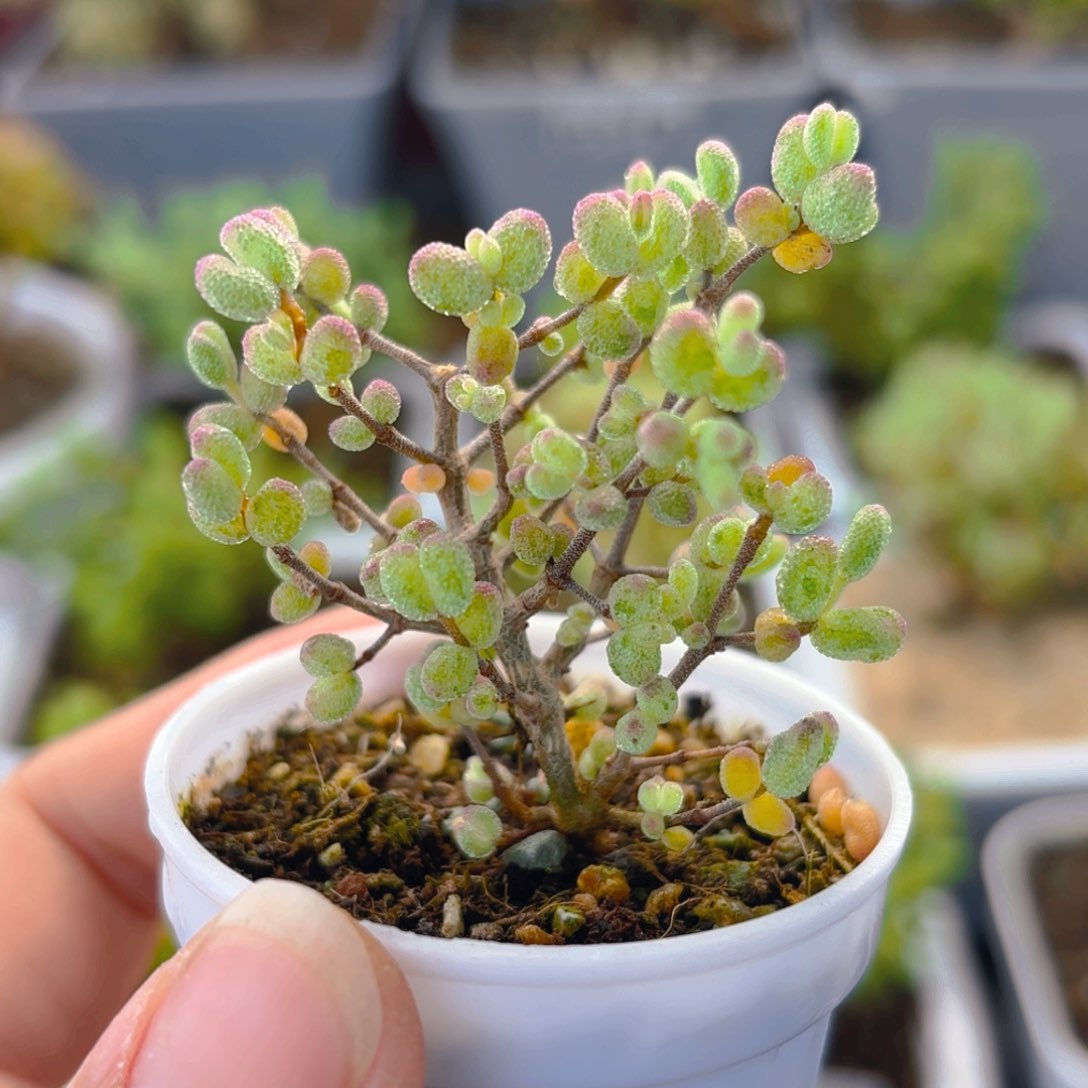 虎斑锦糖球194。     