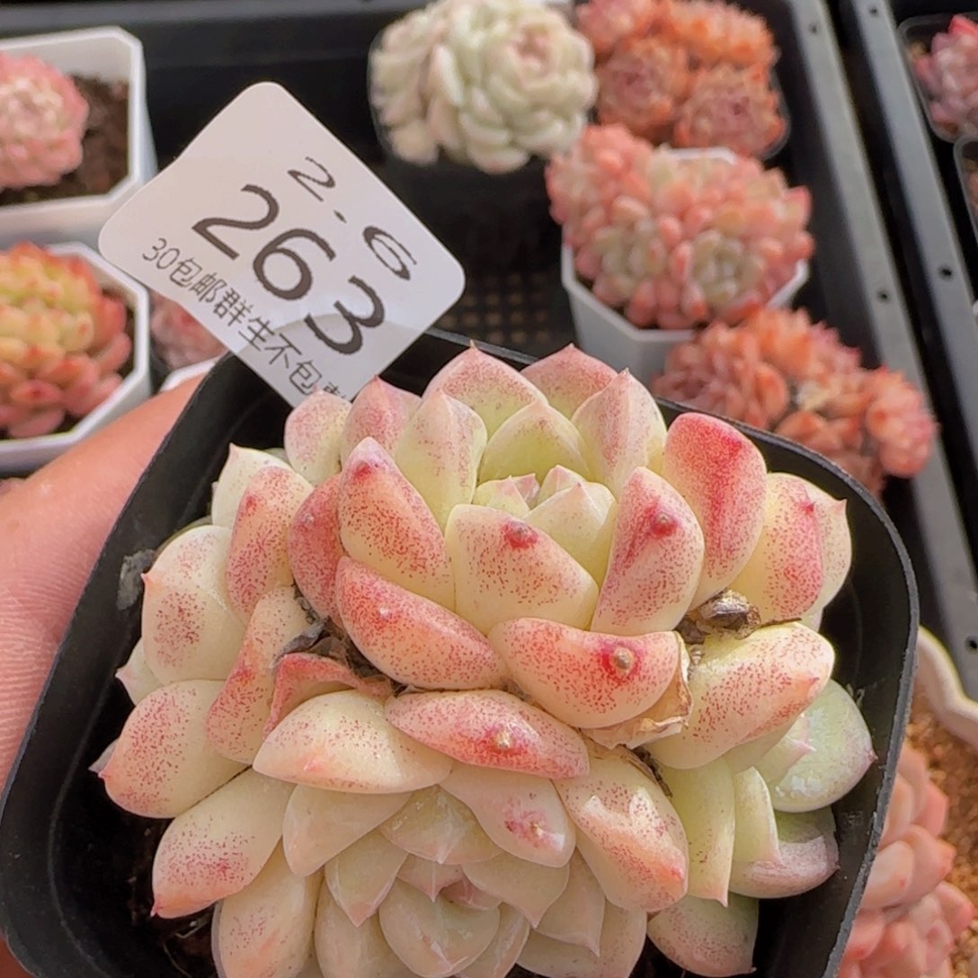 四头朵朵白桃汽水