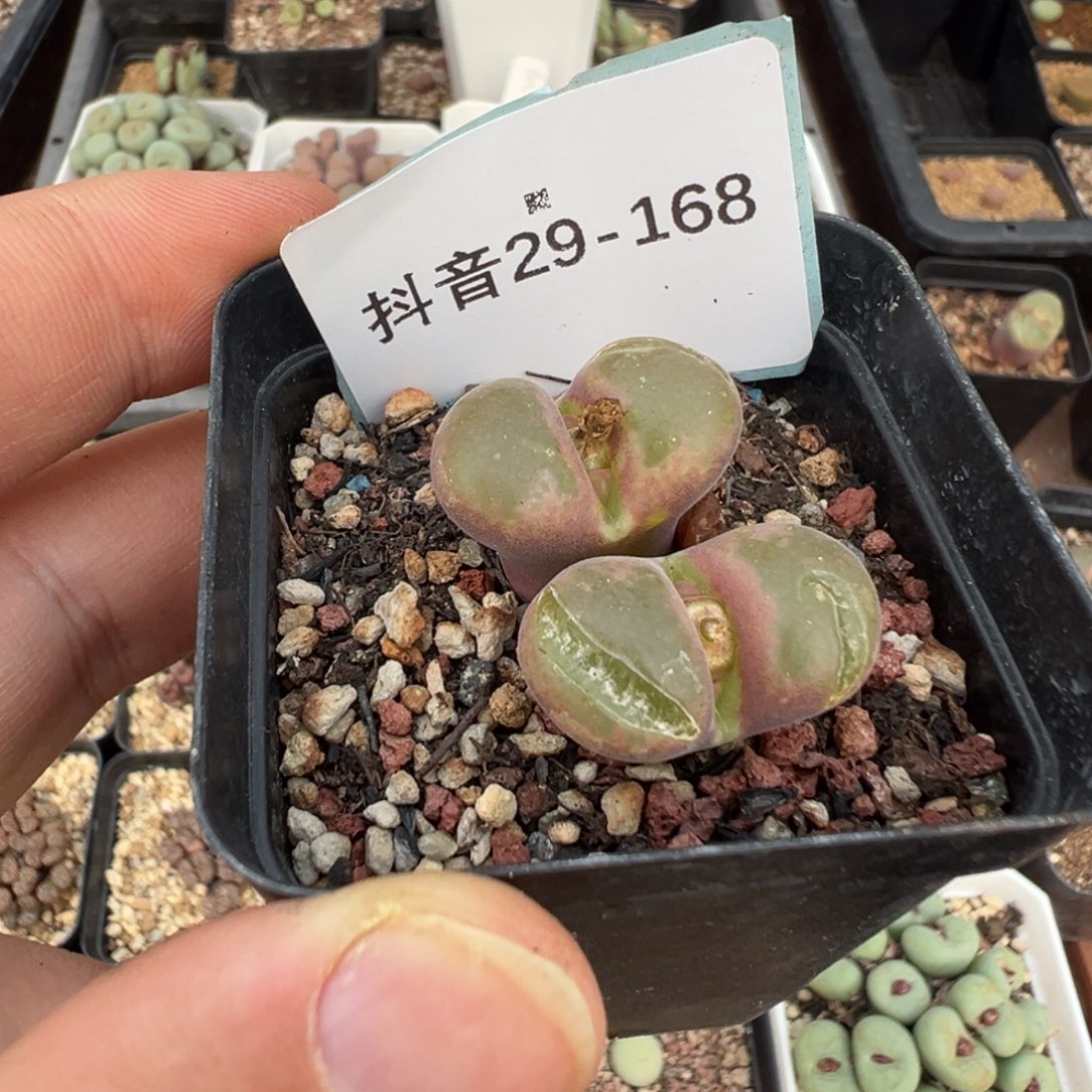 ๓***.29-168肉锥多肉植物