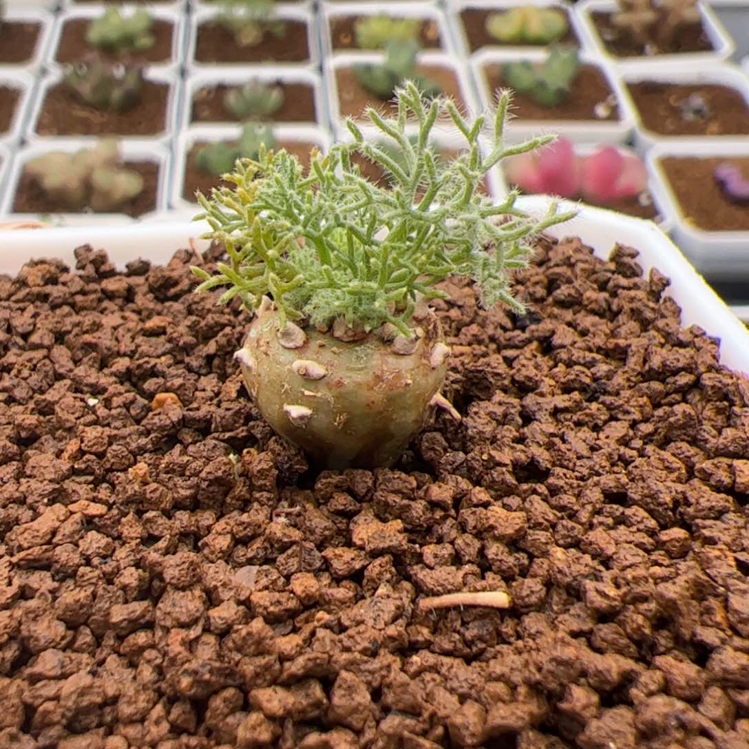 5号白皮月界2.14多肉