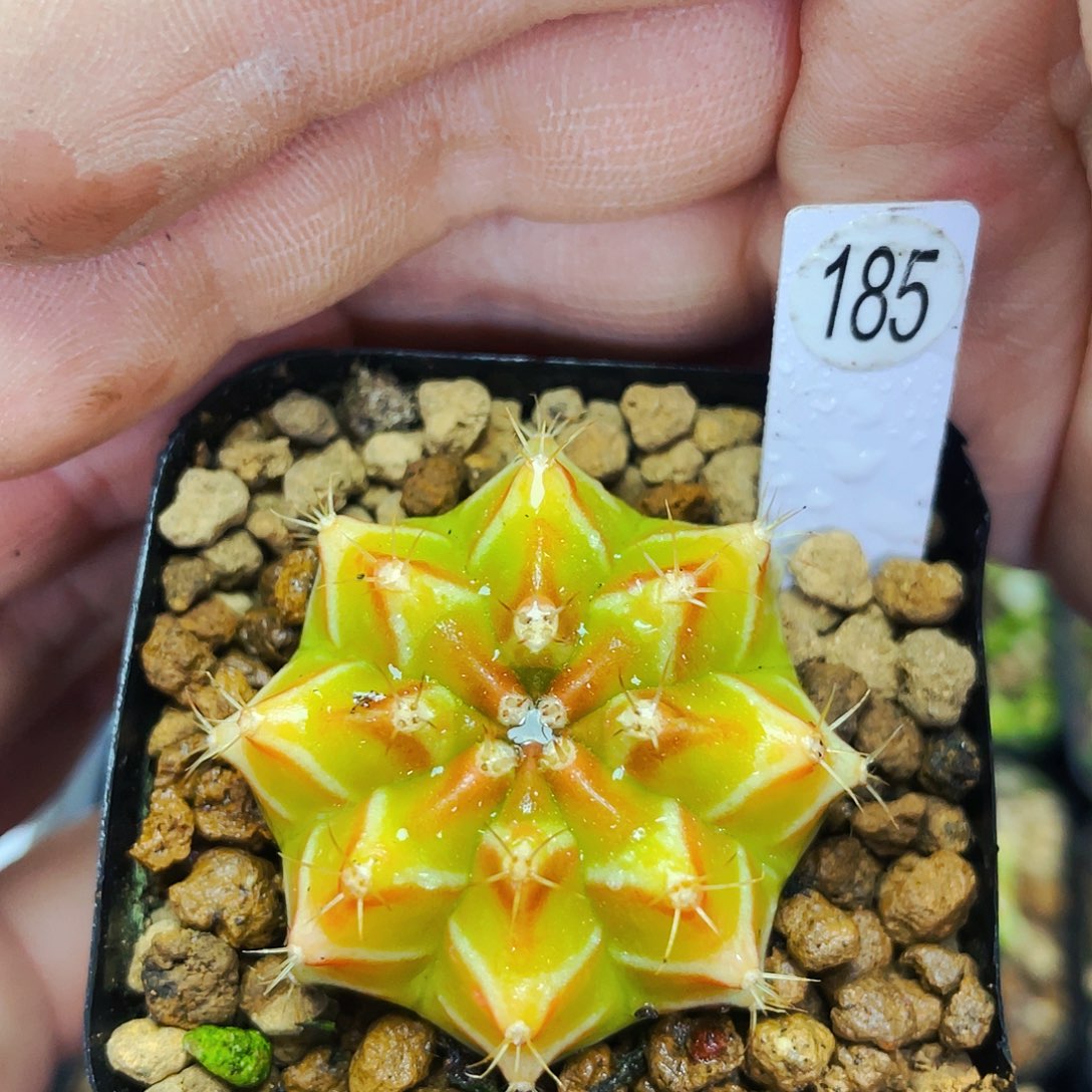 非偏远地区满25包邮仙人球