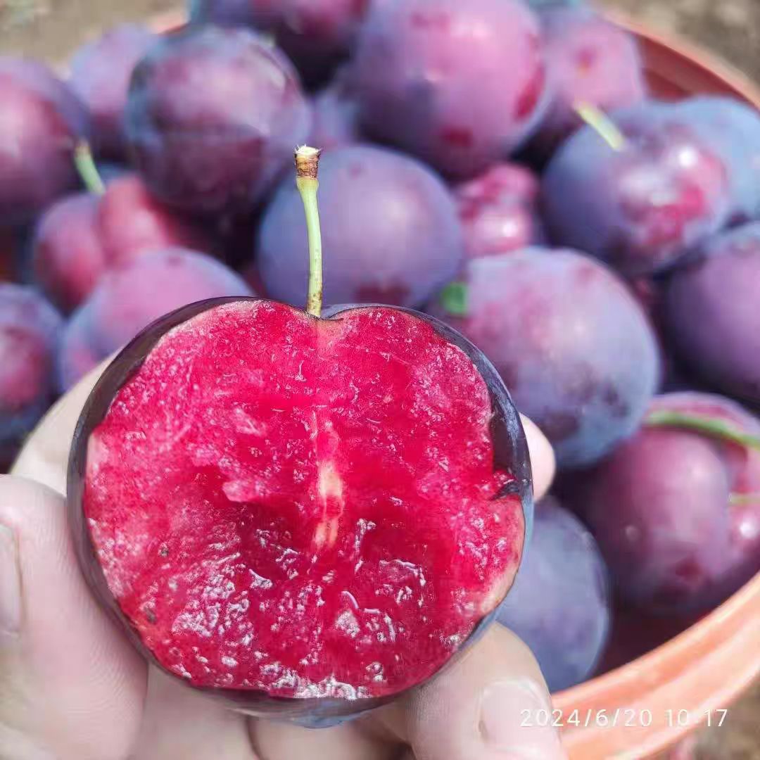 【组合装福利】随州澳洲红先锋李子露天种植现摘现发