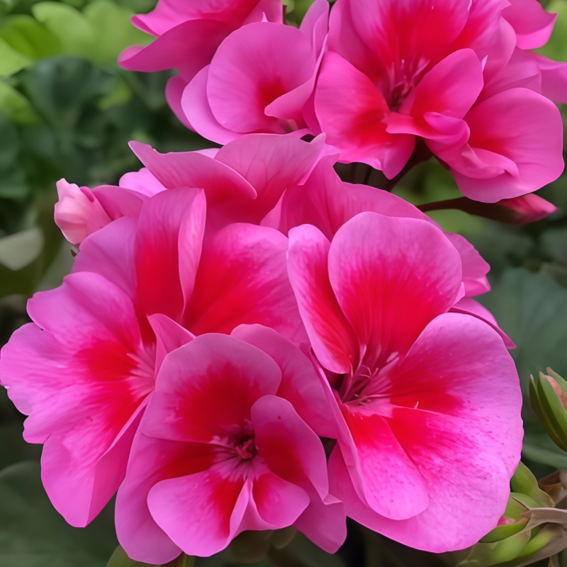 【贵妃】直立 带花苞精品多分支天竺葵原盆原土发货四季爆花机