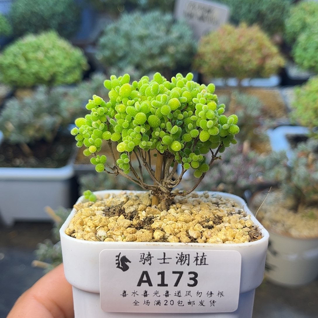 173蜜橘糖球枝干多肉