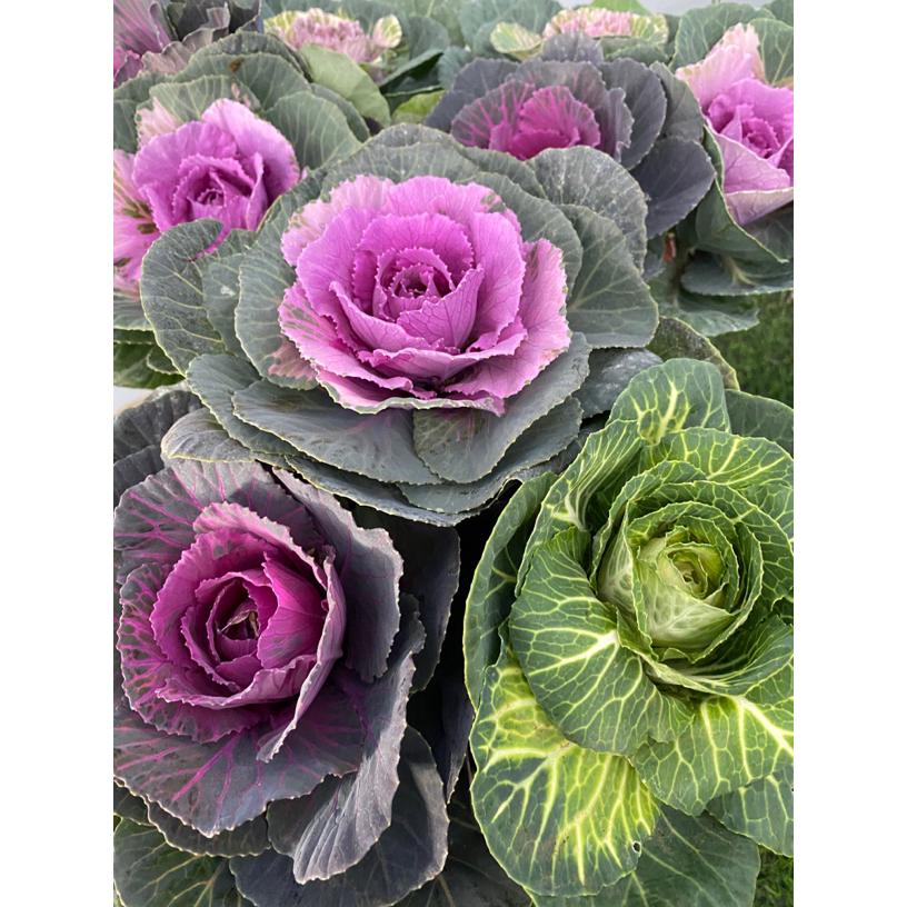 羽衣甘蓝盆栽花卉耐寒耐热多年生可养老桩适合庭院