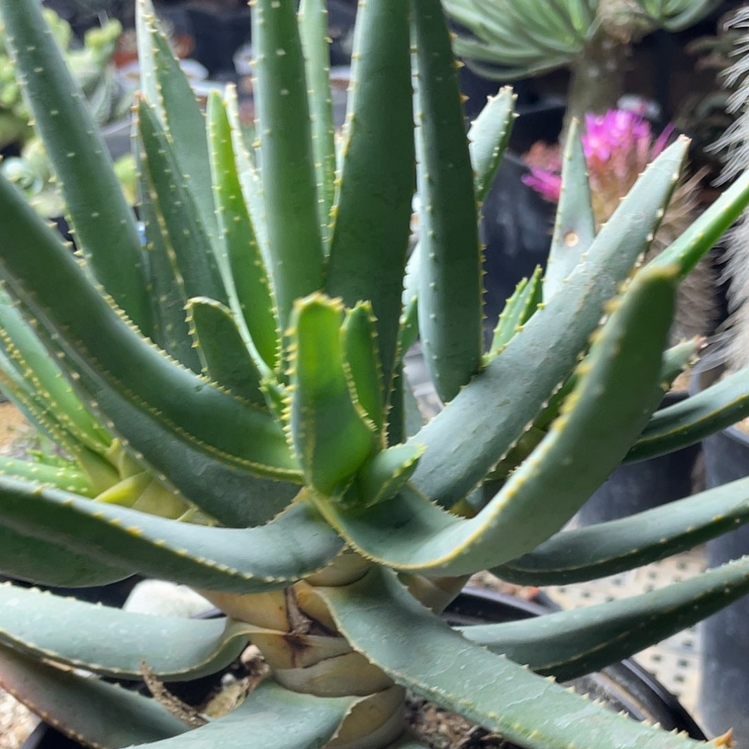 吾*粉丝专拍仙人球多肉 芦荟