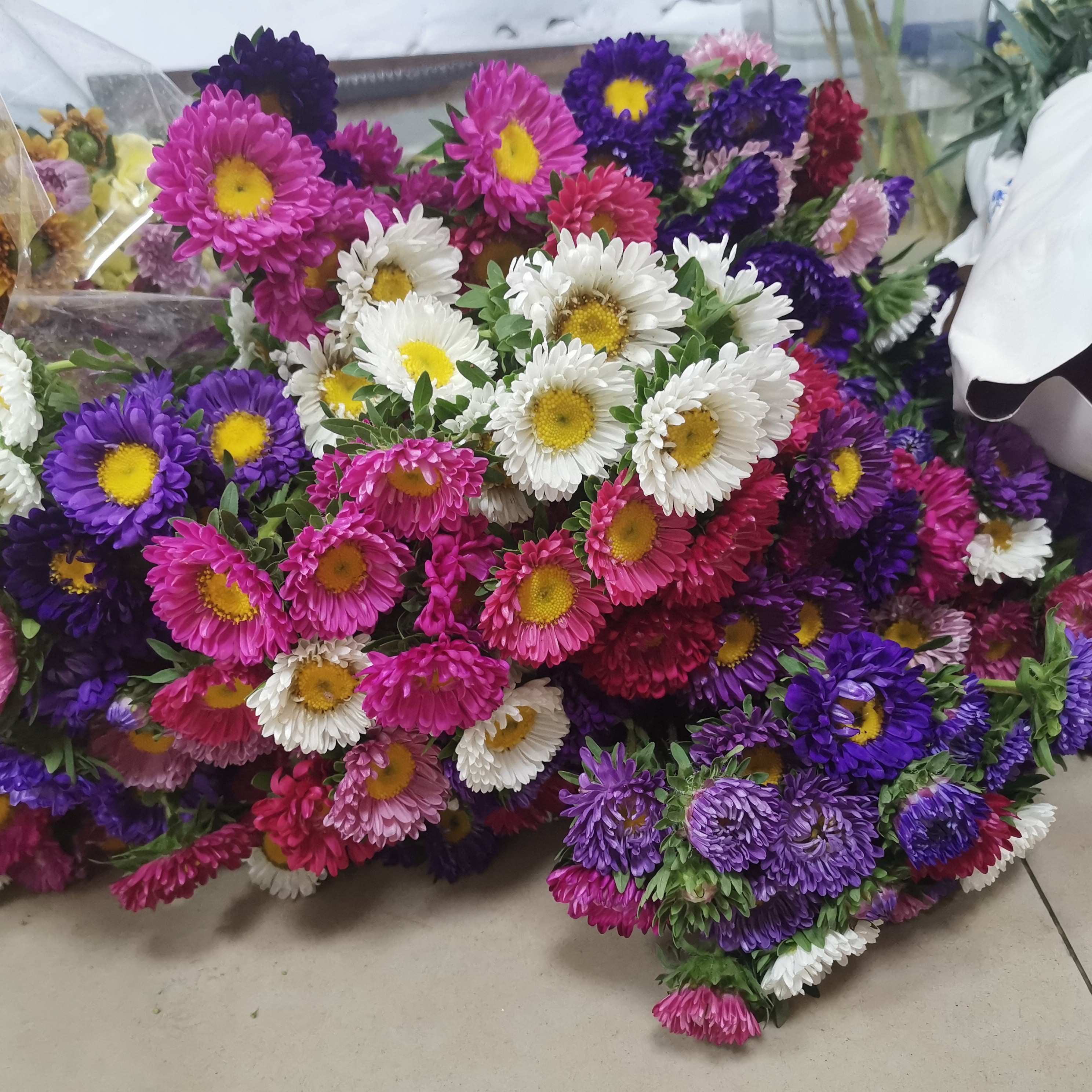 混色也好看的翠菊