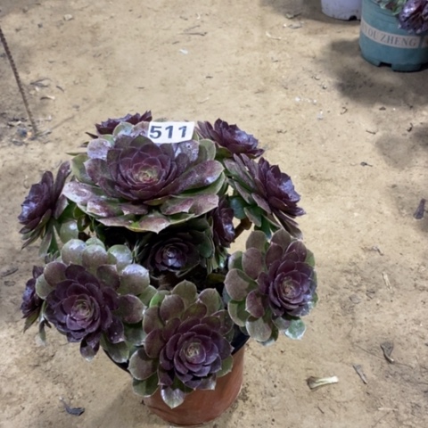 511红心万圣节123455667