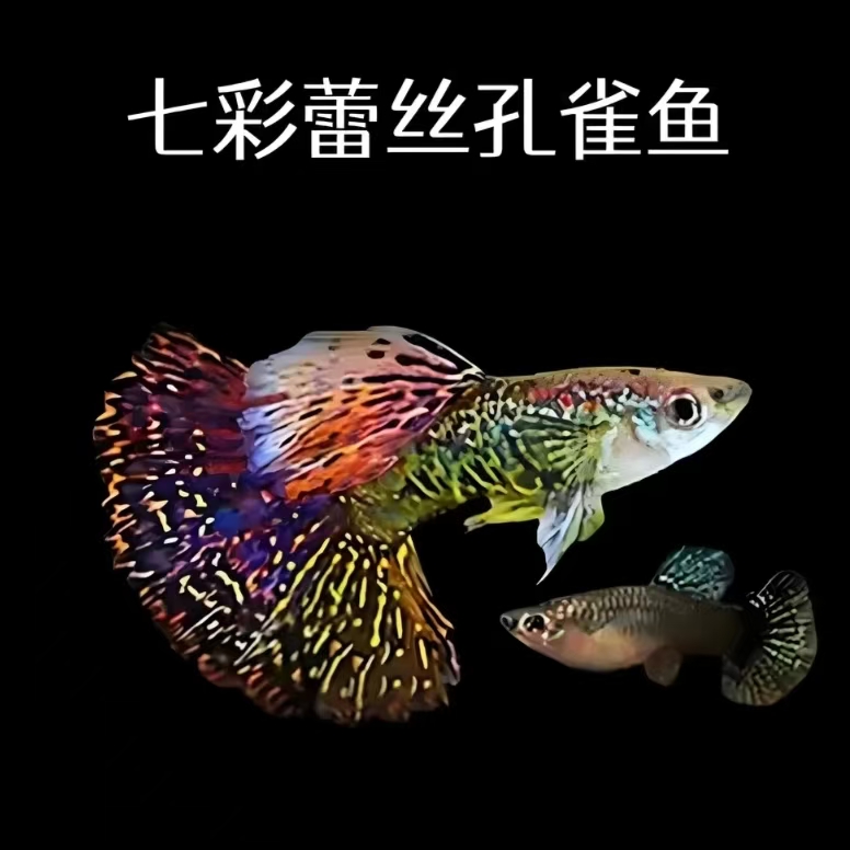 精品七彩龙鳞孔雀鱼小型热带观赏鱼临产带肚小孕母鱼白云新手凤尾