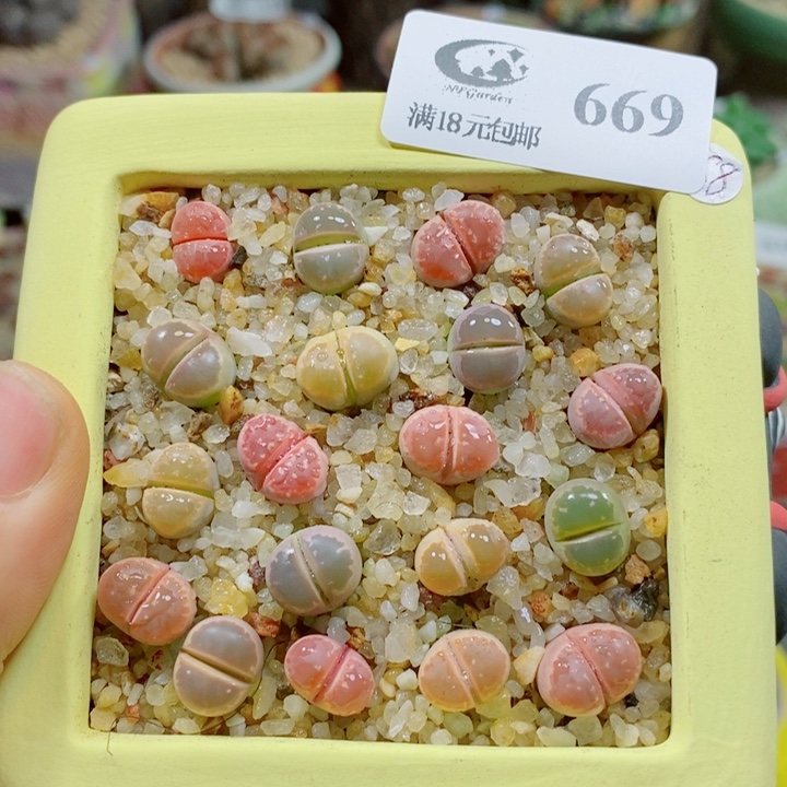 生石花花花花花花花669裸