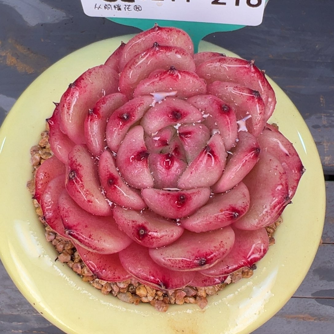 从前慢多肉精选编号0211.216