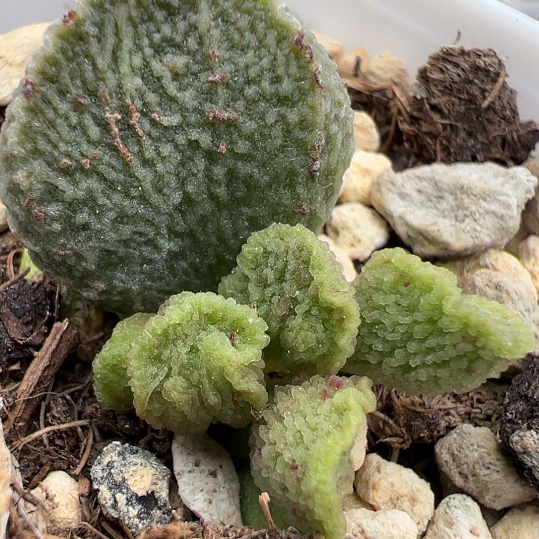 拉丝纹实生新品大苗多肉植物