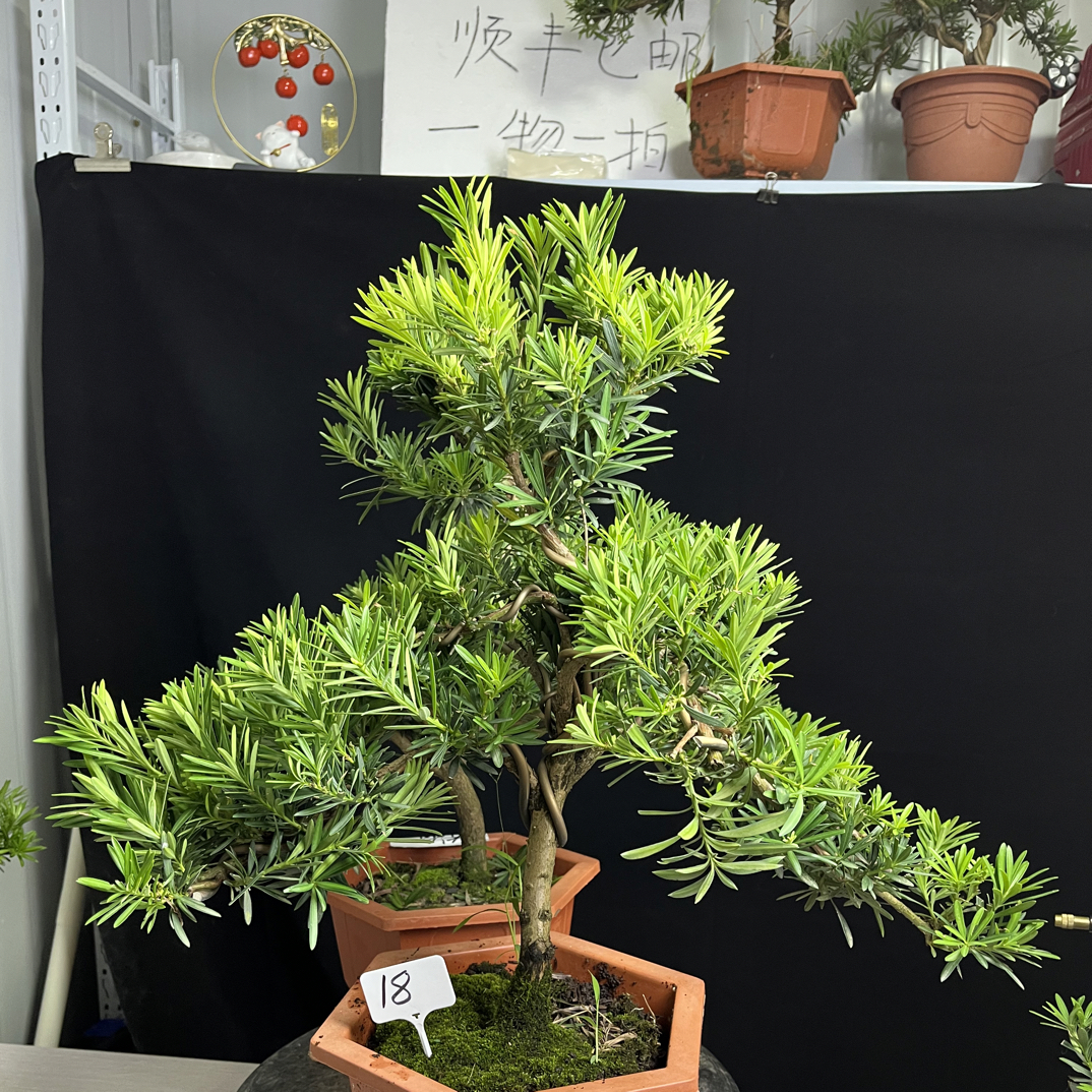 原生桩小叶雀舌罗汉松，2棵，一物一拍，四季常青，价格链接