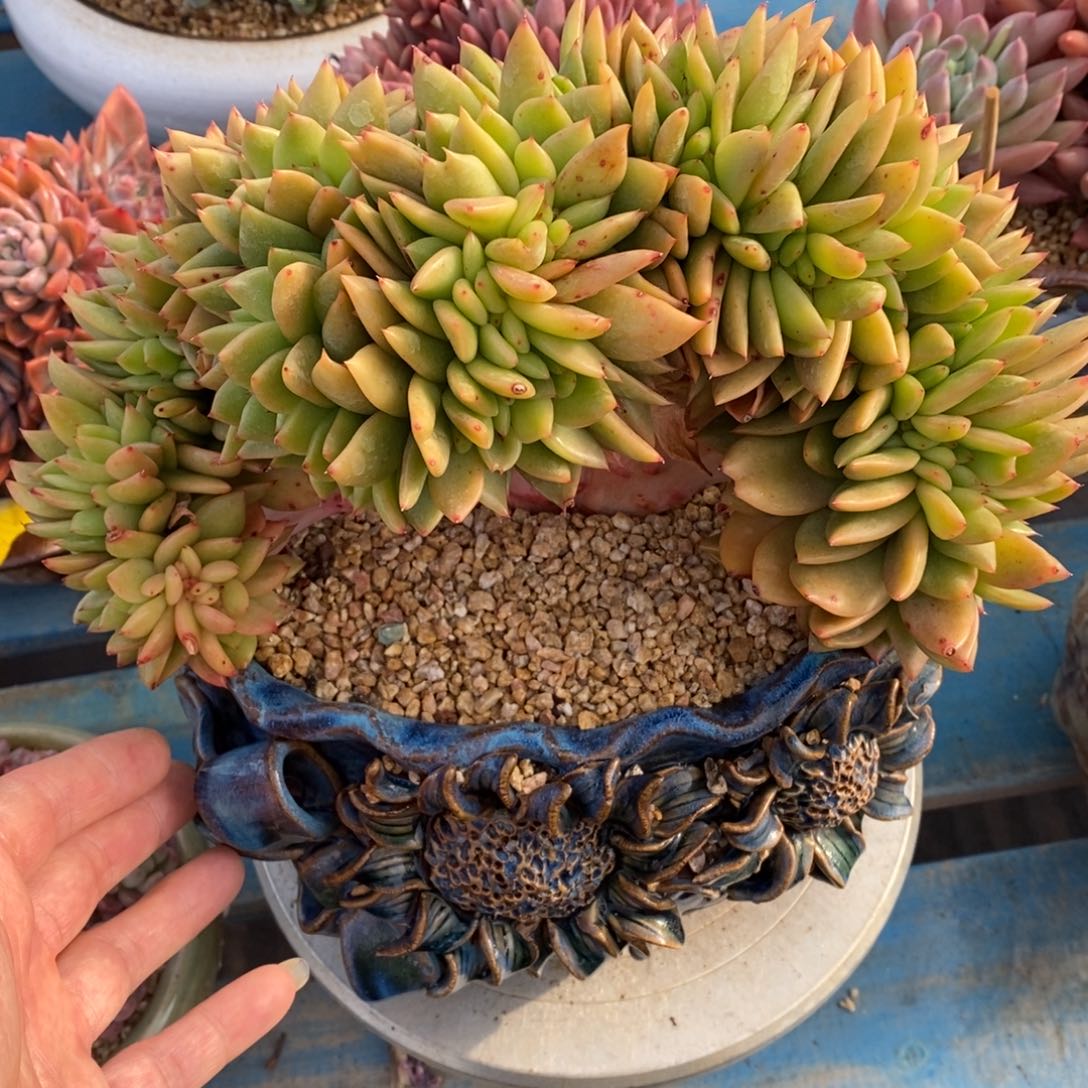 多肉植物一物一拍多肉