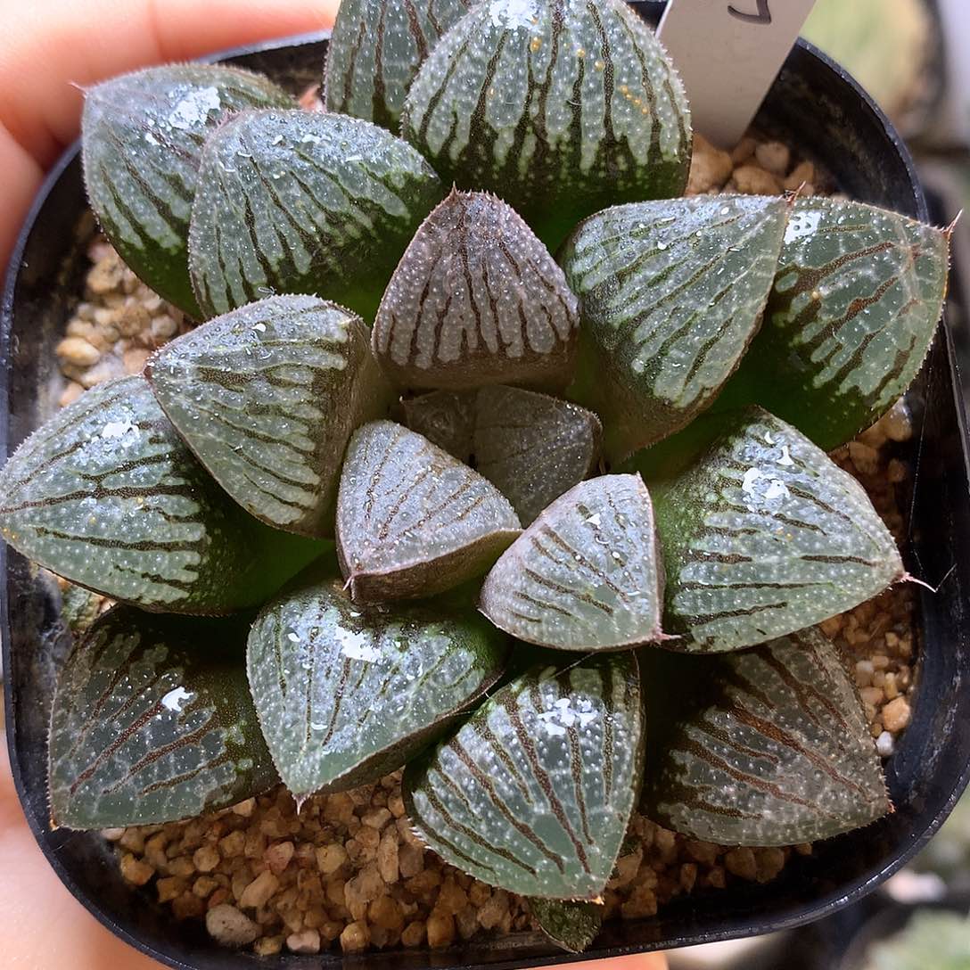 实生寿带盆土发货啦