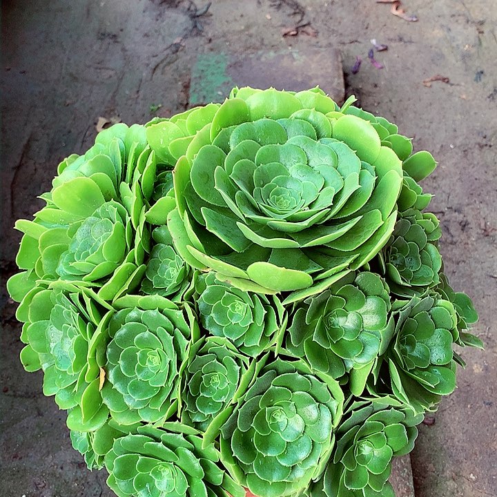 绿羊绒，两单包邮