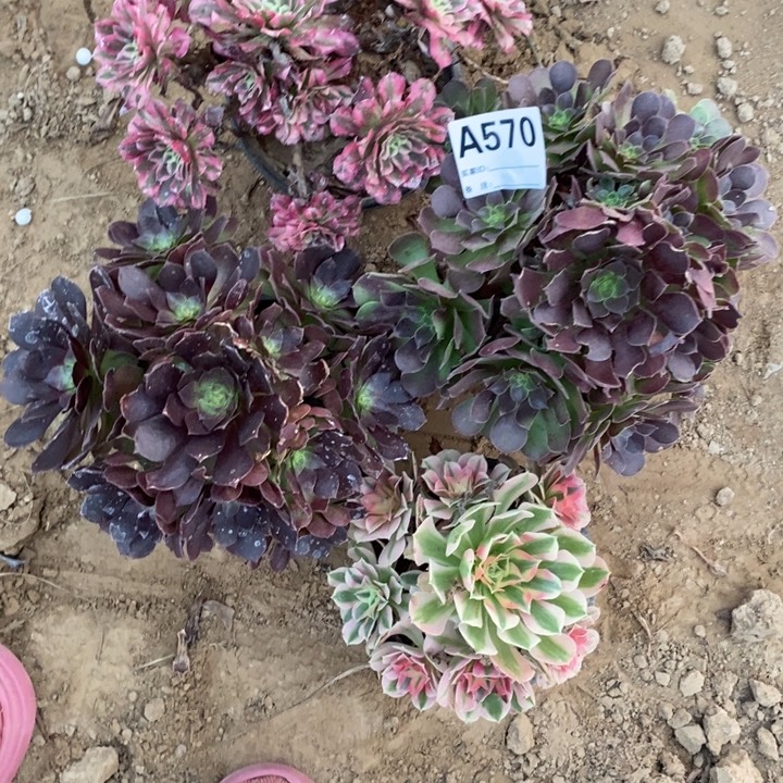 完全开放570组合套餐多肉植物