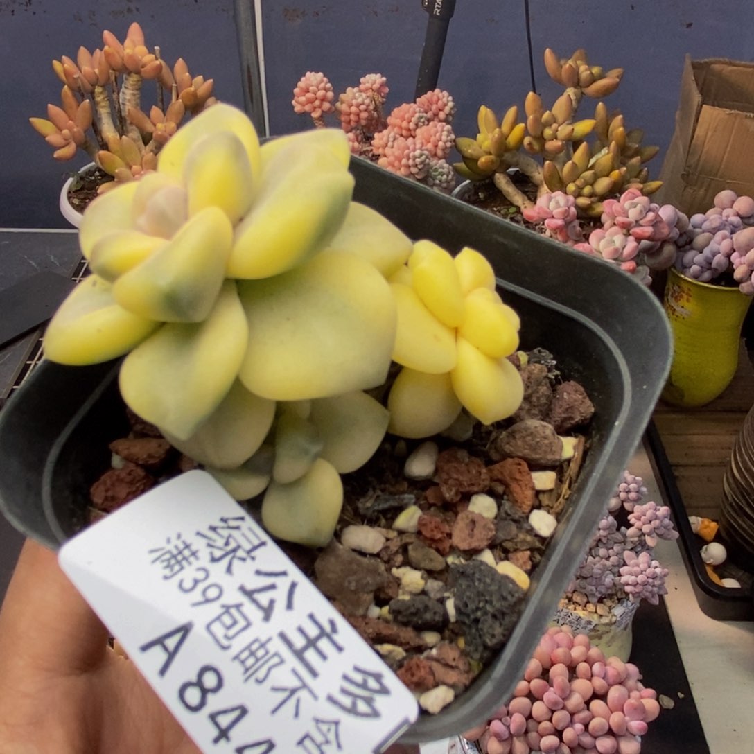 844美杏锦多肉有砍