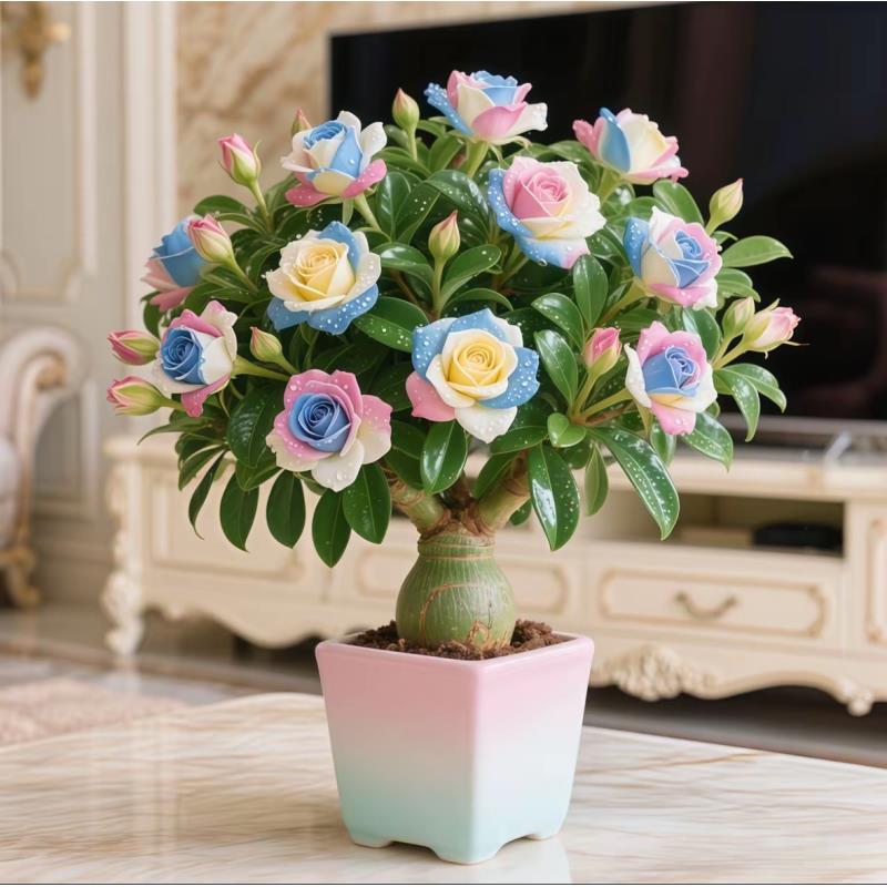 【升级加仑盆发货】重瓣沙漠玫瑰四季好养易活耐热带加仑盆