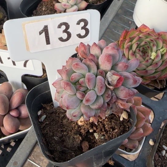 133蓝苹果一物一拍多肉