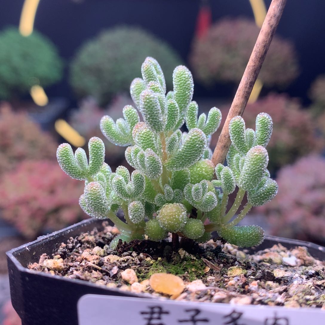 c058实生冰晶枝干番杏