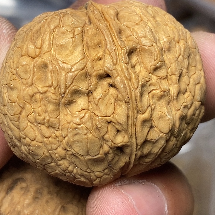 把件文玩核桃云南铁核桃92