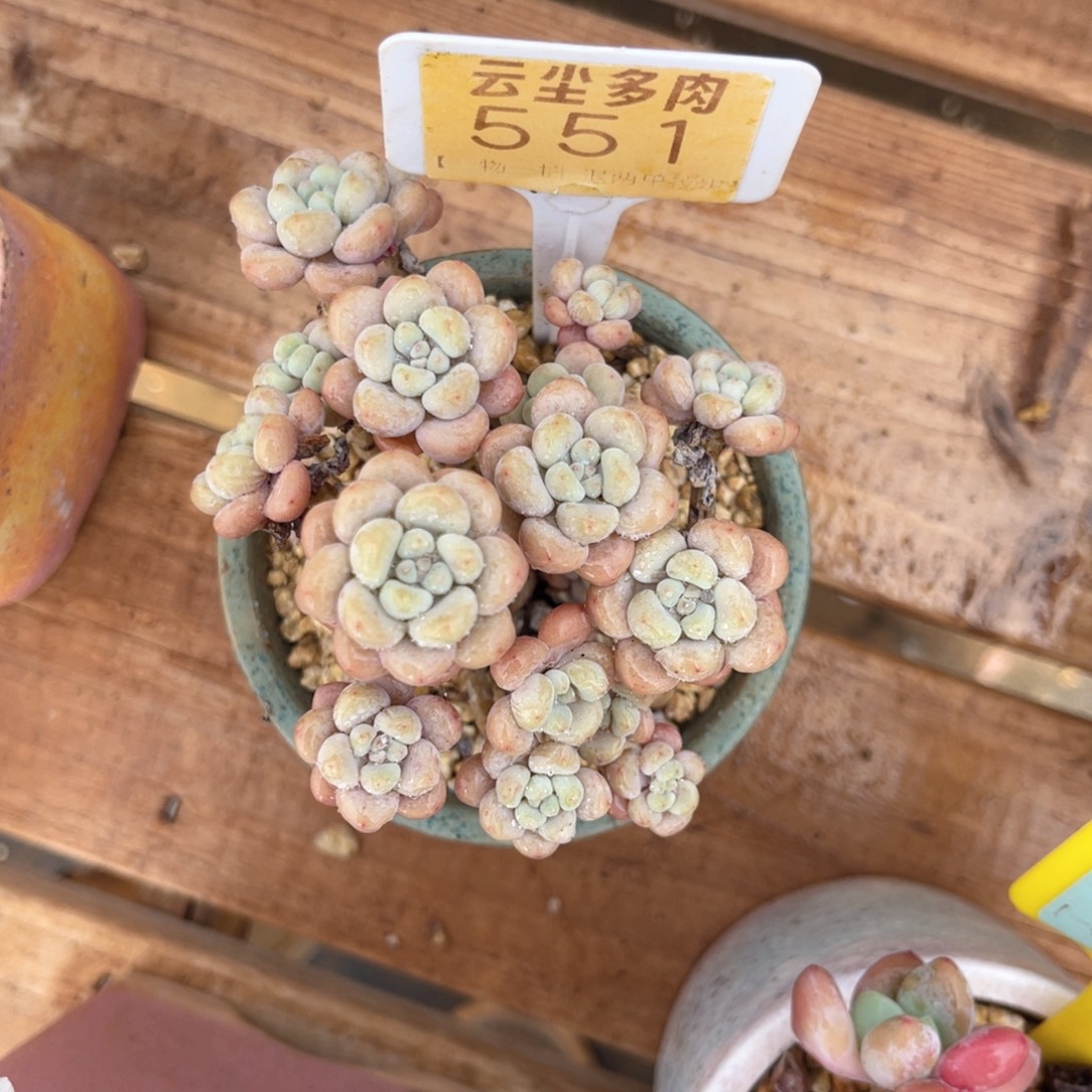 宝***Y云尘多肉一物一拍55不含盆，