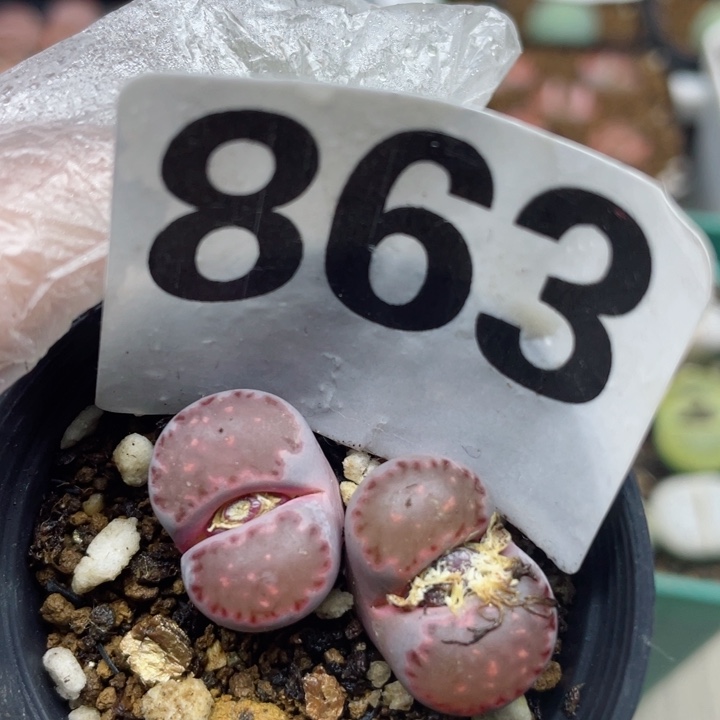 863紫饼干母本带盆