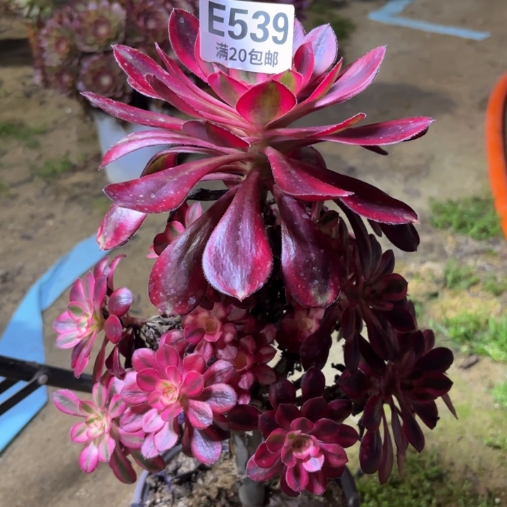 瑞妈多肉植物539