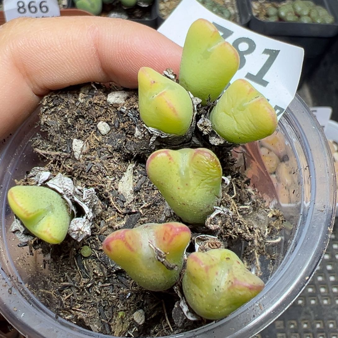 【闪购商品】781……