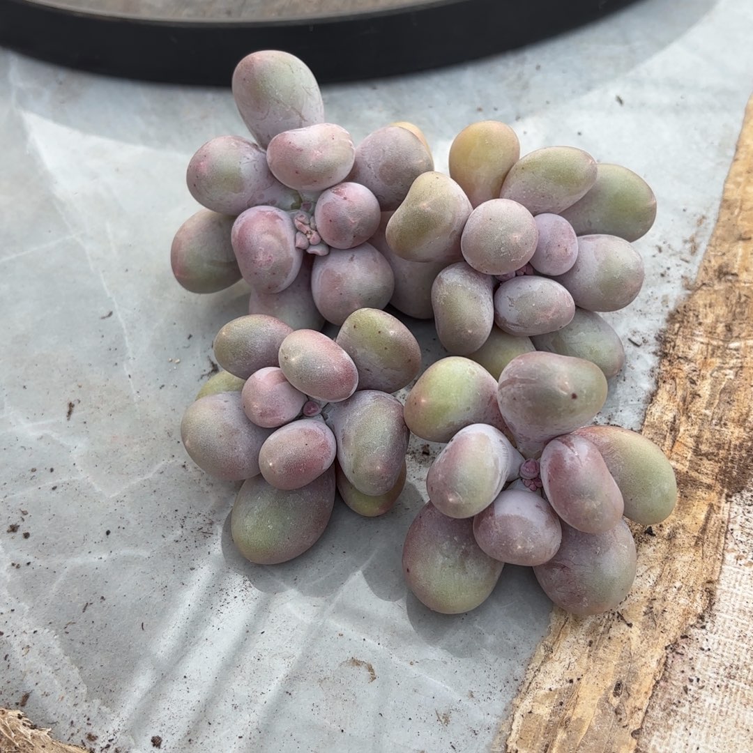 多肉植物植物米可奶4颗李木子