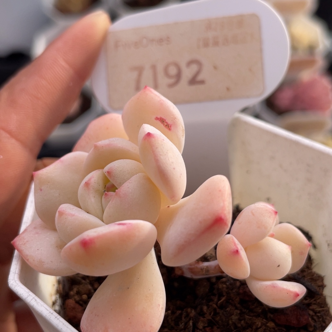 香草7192-5.5厘米