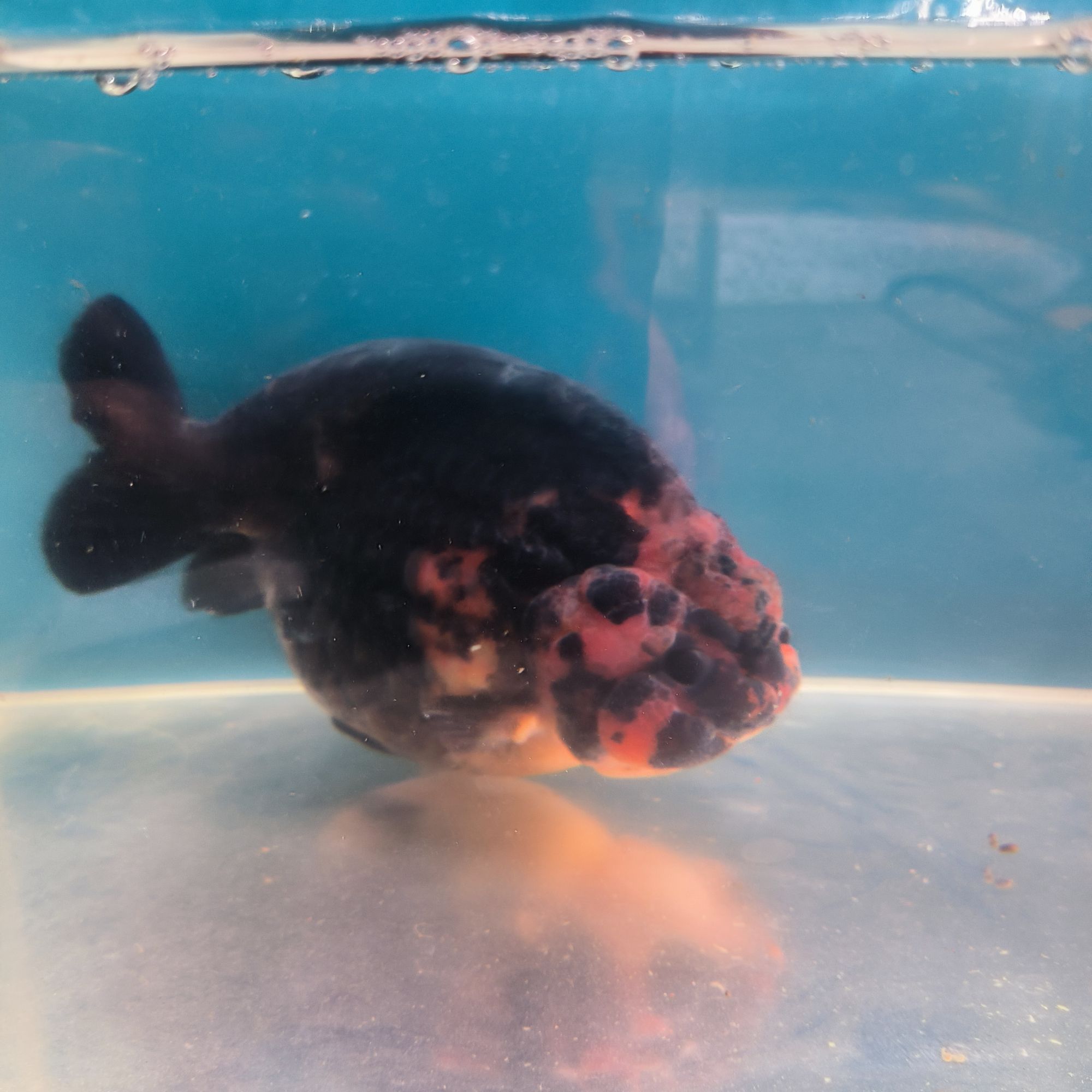 兰寿金鱼红白奶花观赏鱼活体耐活饲养水墨冷水（马印灯兰寿鱼苗