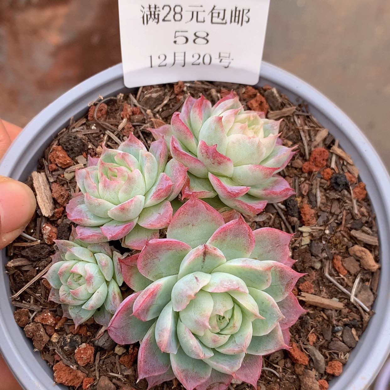 【闪购商品】云58号女王