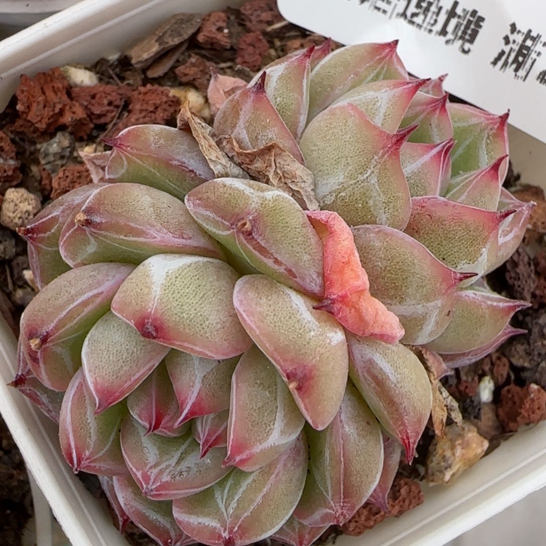 花语逸镜0214-301