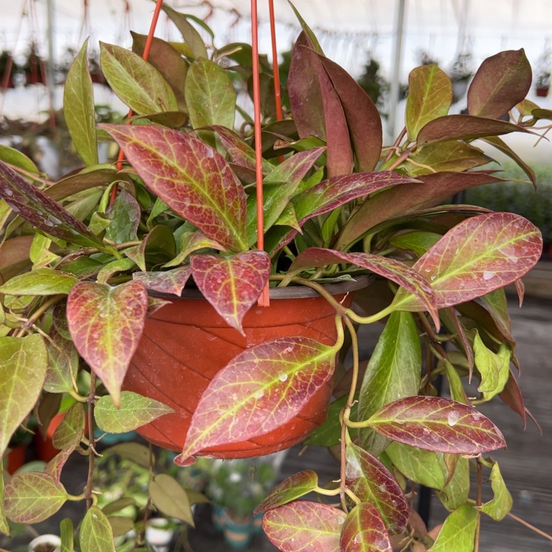 墨***玉无花朵苏奈球兰品种