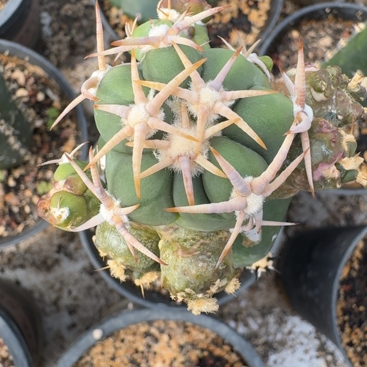 螺旋白刺石化苗接