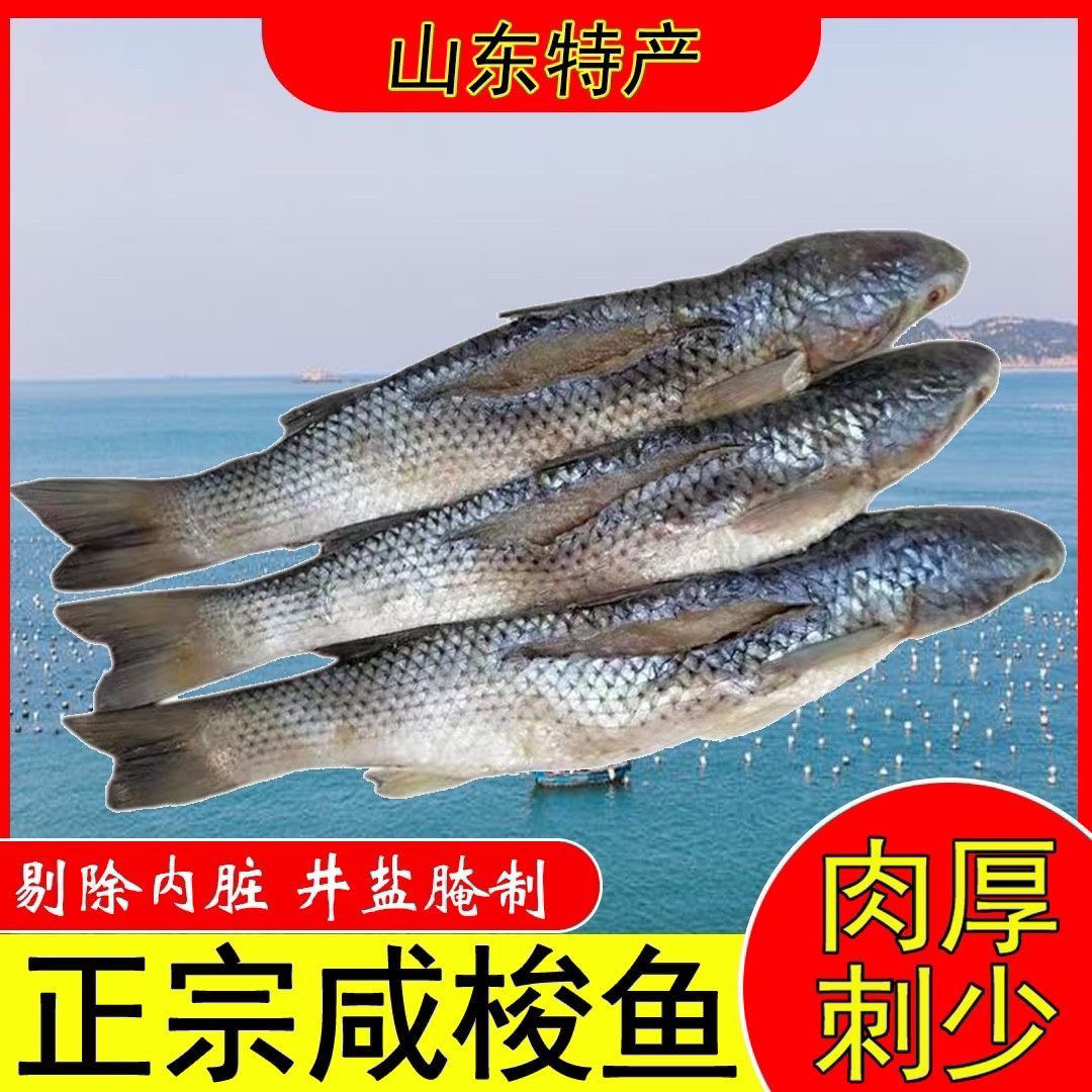 咸梭鱼渤海湾梭鱼新鲜梭鱼腌制海产品咸香梭鱼五斤挪威新鲜海鲜