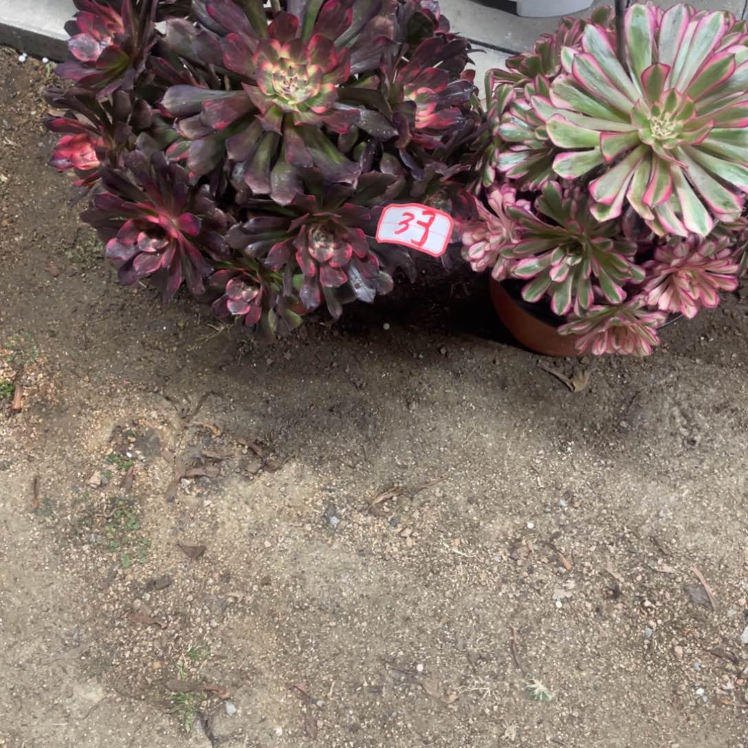 敏***辉法师多肉植物等多